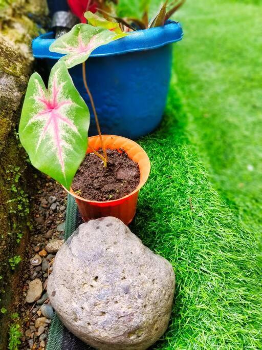 Poetry Garden Bocas Town Colon Island别墅 外观 照片