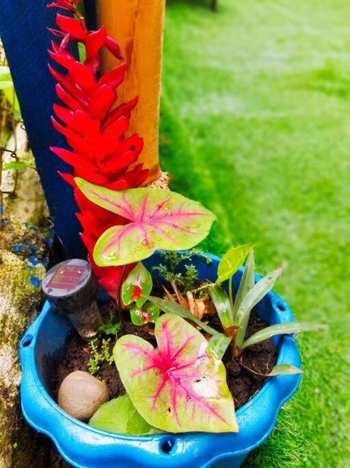 Poetry Garden Bocas Town Colon Island别墅 外观 照片