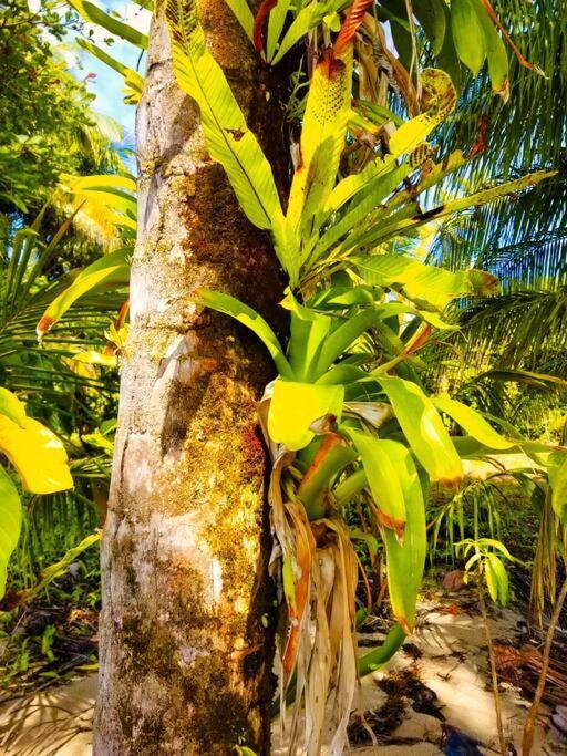 Poetry Garden Bocas Town Colon Island别墅 外观 照片